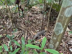 -武吉知马自然保护区