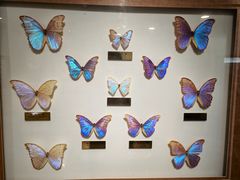 -上海昆虫博物馆