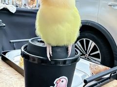 -吾叁·吉趣鸟咖(万科店)