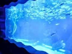 -太平洋海底世界