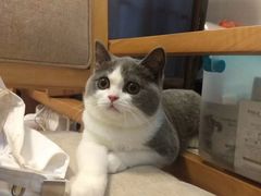 -袖虎·猫馆(体育西路店)