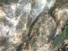 -邢家锅贴老店·非遗·开封菜(金明广场店)