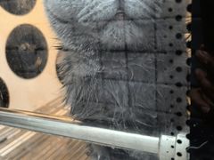 -瑞派宠物医院·犬猫全科·猫友好(宾水西道店)