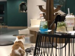 -飞行喵MR PILOT|猫舍·猫咖(静安大融城店)