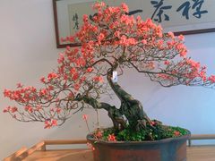 -梧桐山风景名胜区