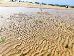 -日照海滨国家森林公园
