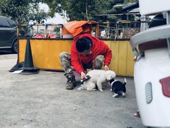 -瑞鹏宠物医院·骨外科·心肾科·肿瘤科(九亭店)