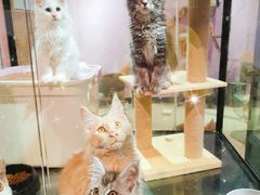 -70cat德文卷毛猫·缅因猫纯种猫舍
