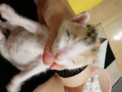 -申普宠物医院·心脏介入·心血管微创(总院)