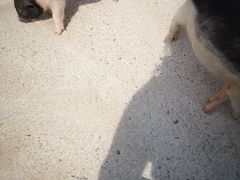 -前小桔亲子创意农场·草莓采摘·露营烧烤