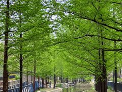 -白水寺森林公园