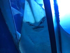 -迪拜水族馆及水下动物园