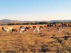 -塞罕坝国家级自然保护区
