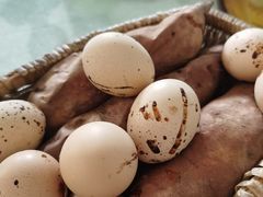 烤鸡蛋-食家鸽园