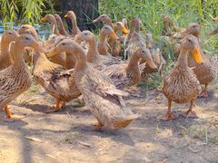 -野鸭湖国家湿地公园