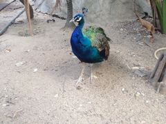 iphone_upload_pic-百鸟园