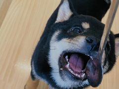 -柴犬小屋·柴餐厅·狗咖食堂(金鼎广场店)