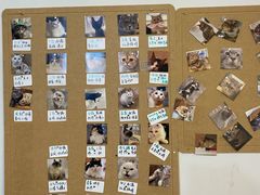 -楼上猫咖(罗湖店)
