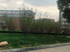 -金陵中学(河西分校)