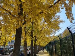 -三里屯东五街银杏大道