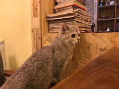 -猫色咖啡·猫咖