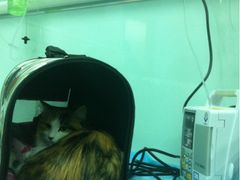 -纳吉亚猫专科动物诊疗中心(蒋宅口分院)