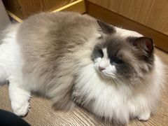 -MOCHA明星猫咖(田子坊店)