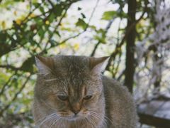 -喵屿·大理花园猫咖