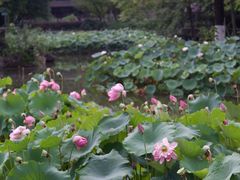 -成都市文化公园