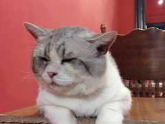 -猫色咖啡·猫咖