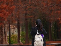 -溱湖国家湿地公园