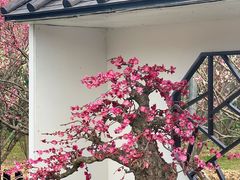 -香雪海
