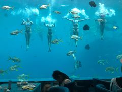 -瑞德姆美人鱼海底演艺主题餐厅(亚龙湾店)