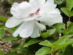 -黑龙江省森林植物园