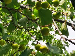 -潭柘厚院&山顶烤肉(潭柘寺店)