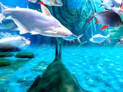 -上海海洋水族馆