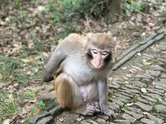 -苏州上方山国家森林公园