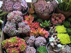 -双季花艺园艺市场(浦东店)