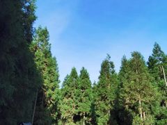 -武陵山森林公园