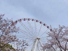 -顾村公园