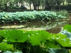 -陈家山荷花公园