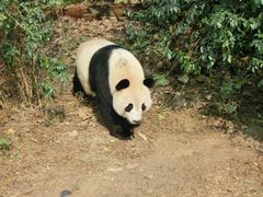 -成都大熊猫繁育研究基地