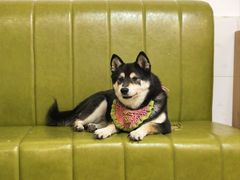 -是阿柴呀！柴犬咖啡·爱喵喵猫咖
