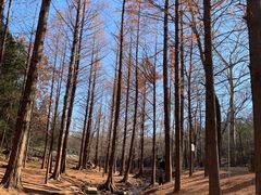 -白水寺森林公园