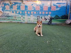 -宠物寄养训练学校