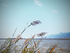 -哈素海