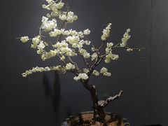 -石家庄市植物园