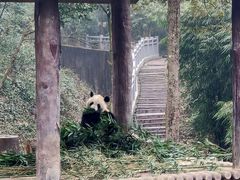 -中国大熊猫保护研究中心雅安碧峰峡基地