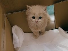 -唐小姐の猫狗洗护·购宠旗舰店(周浦万达店)