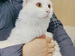 -瑞派·关忠动物医院·猫专科·犬专科(三环新城店)